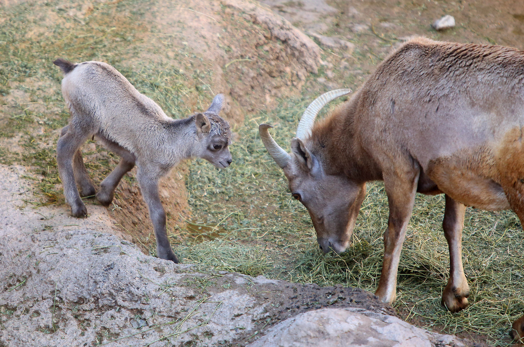 Arizona-Sonora Desert Museum